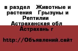  в раздел : Животные и растения » Грызуны и Рептилии . Астраханская обл.,Астрахань г.